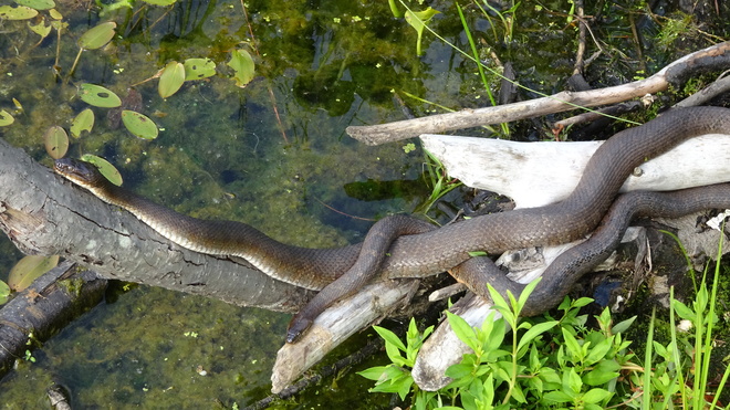 Sunbathing Water Snakes sudbury ont