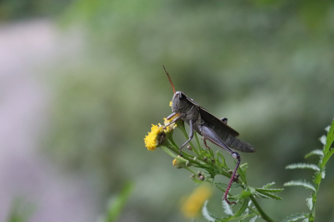 Grasshopper Tobermory, Ontario, CA