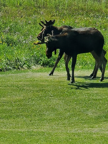 Moose in Edmonton Edmonton, AB