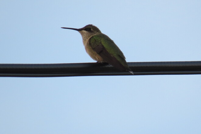 Hummer on a wire! Bridgewater, NS