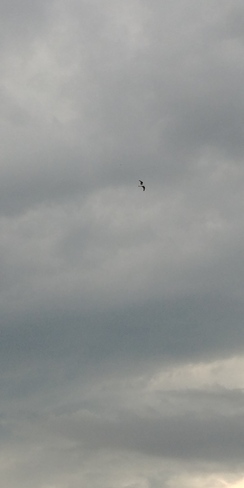 Sea Gull flying around Bedford, NS