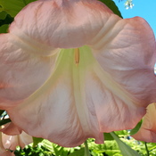 Fleur de Brugmensia
