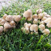 champignons sauvages