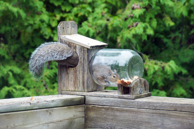 Squirrel in Feeder. Innisfil, ON
