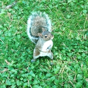 Écureuil mignon !