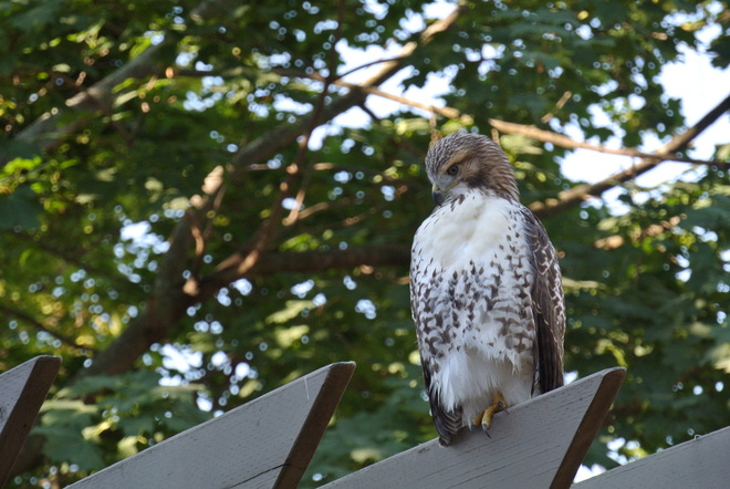 Hawk In My Yard Etobicoke, Toronto, ON