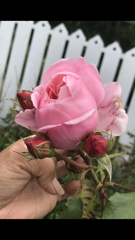 Pink fall rose Sault Ste. Marie, Ontario, CA