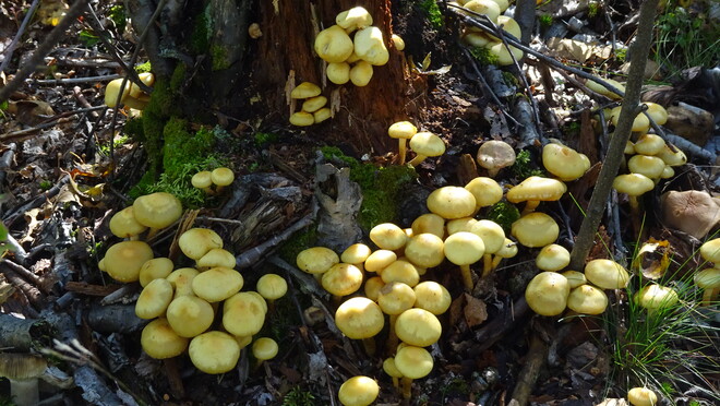 Mushrooms Mushrooms Mushrooms Sudbury, ON