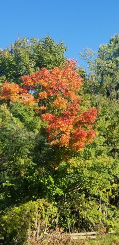 Fall foliage Manotick Station, ON