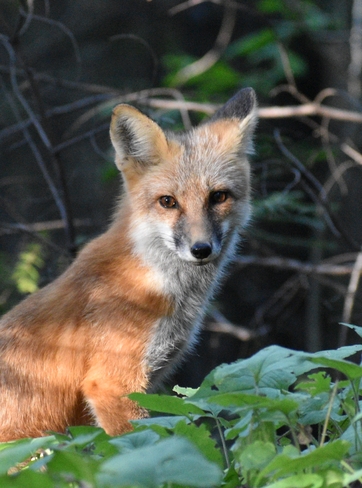 Red Fox Thunder Bay, ON