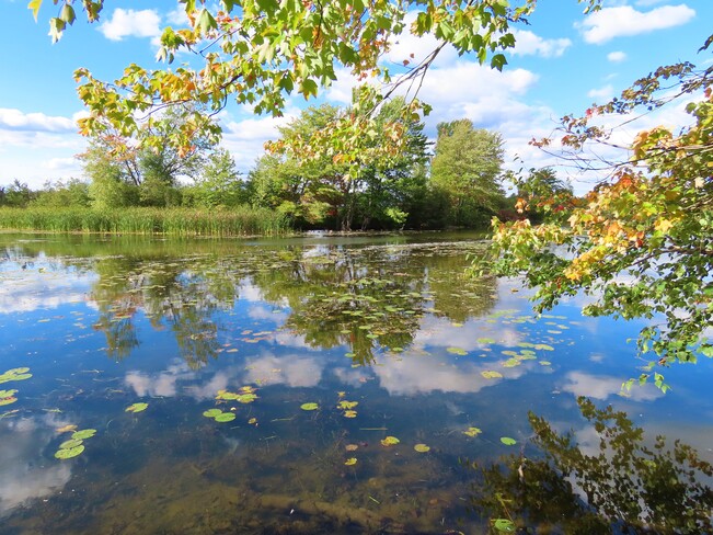 Dans un étang près de chez moi. Lac Magog, Québec