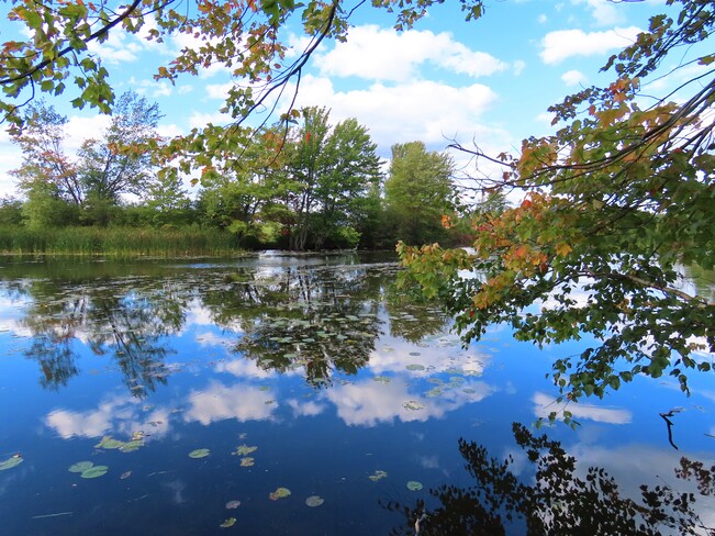 Dans un étang près de chez moi. Lac Magog, Québec