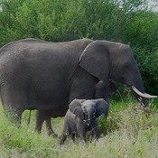 Mamaman et bébé éléphants