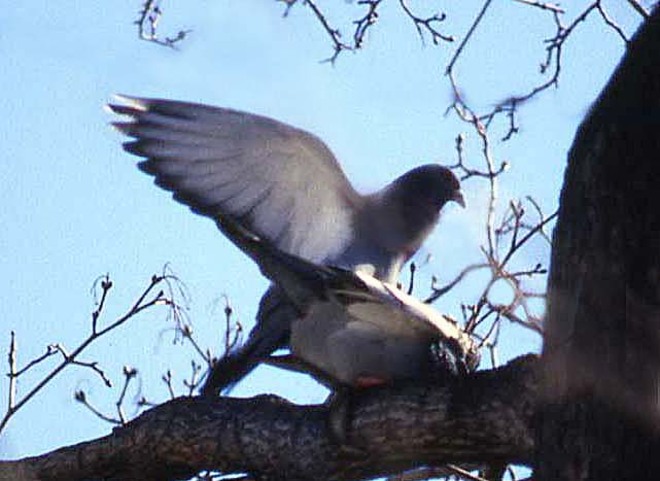 Pigeons s'accouplant au printemps Ottawa, ON