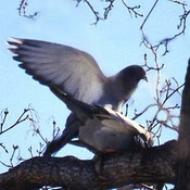 Pigeons s&#39;accouplant au printemps
