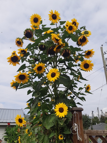 10 ft sunflowers. Grindrod, BC