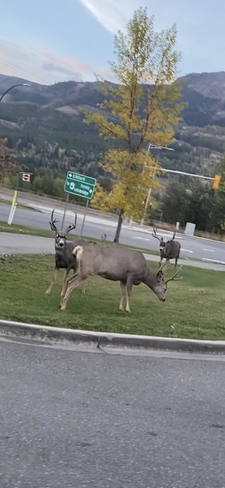 Urban Deer Sparwood, British Columbia, CA