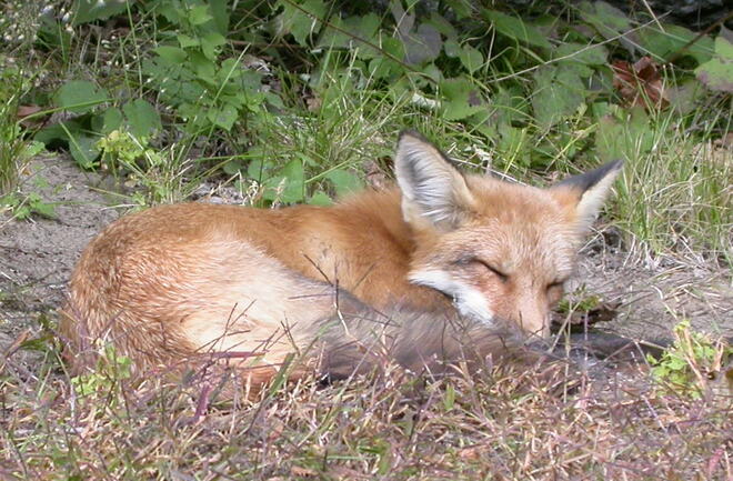 Fox sleeping in our backyard Cumberland, Ottawa, Ontario