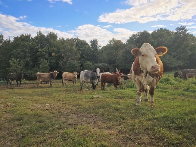 Quand les vaches prennent la pose pour moi! Saint-Joachim-de-Shefford, Québec, CA