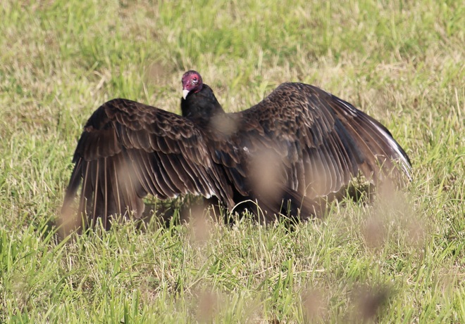 Turkey Vulture Ingersoll, ON
