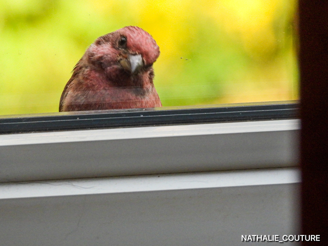 L’oiseau a ma fenêtre Rawdon, Québec, CA