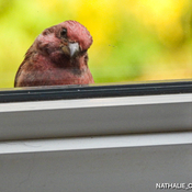 L’oiseau a ma fenêtre