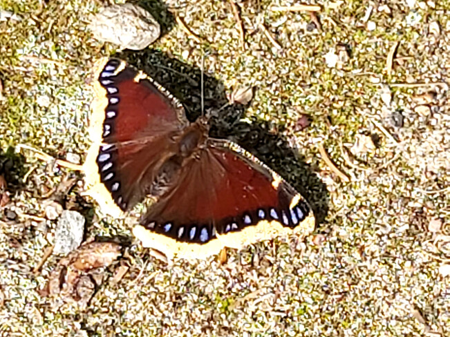 Mourning Cloak Butterfly Deux-Rivières, ON