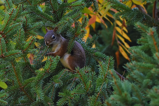 Red Squirrel Goderich, ON