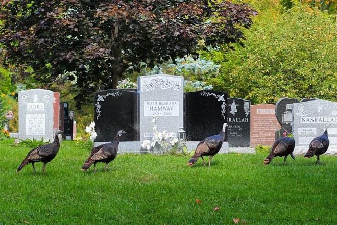 Wild turkeys. Ottawa, ON