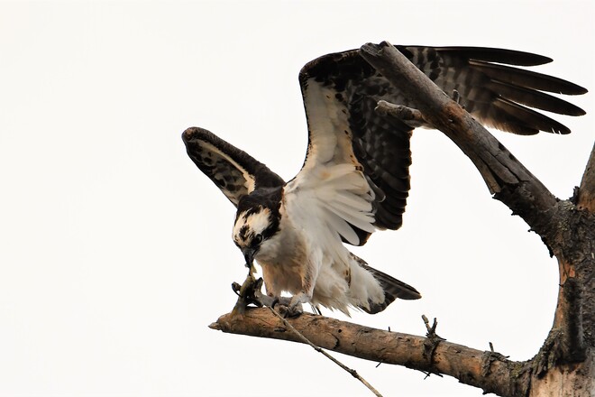 Osprey Petawawa, ON