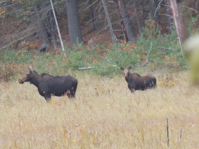 moose in Algonquin Algonquin Park, ON