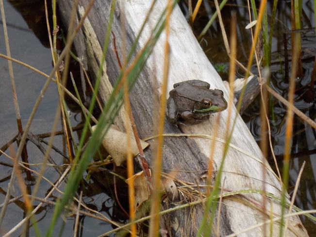frogs Algonquin Park, ON