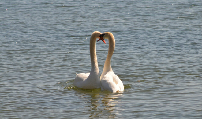 A pair of swans Burlington, ON