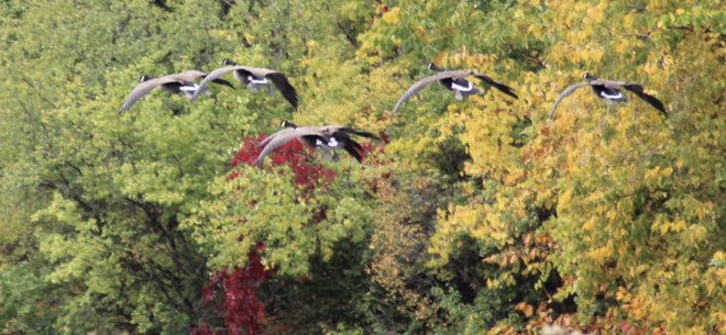 Fall and the Geese Ottawa, Ontario, CA