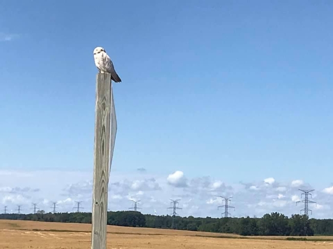 Snowy owl in July! Bluewater, Ontario, CA