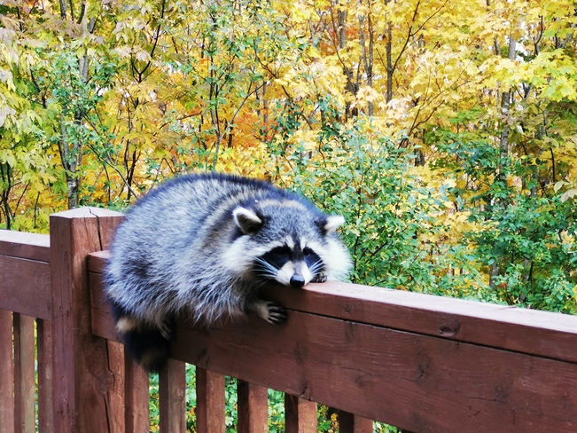 Raccoon resting on a deck railing Woodstock, NB