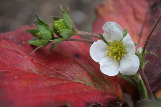 Fleur du printemps, fruit d'été et couleurs d'automne Saint-Charles-Borromée, QC