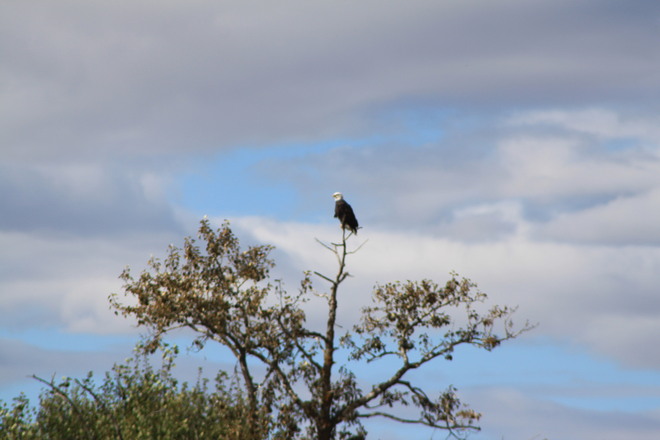 An eagle waiting for lunch . Wostok, AB