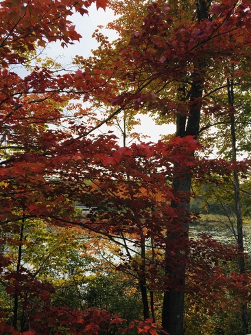 Fall begins Lac-des-Loups, Quebec, CA