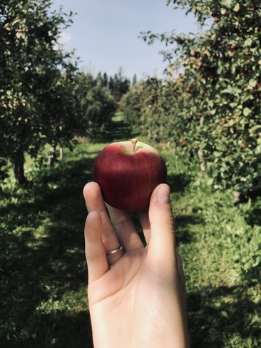Tradition d’automne: les pommes! 🍎 Saint-Georges, Québec, CA