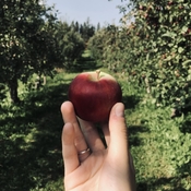 Tradition d’automne: les pommes! 🍎