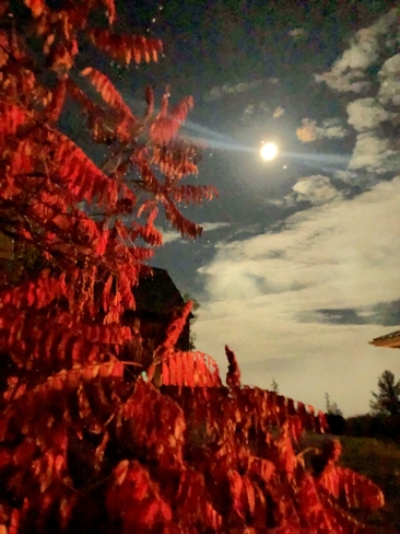 Harvest Moon and Sumac Tree Bancroft, Ontario, CA