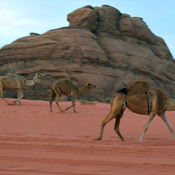 Dromadaires dans le parc de Wadi Rum, Jordanie où Laurence d&#39;Arabie a été filmé.