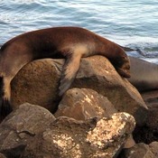 Phoque avachi aux Galapagos