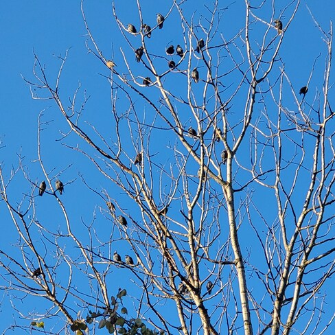 Birds warming in sun Bracebridge, ON