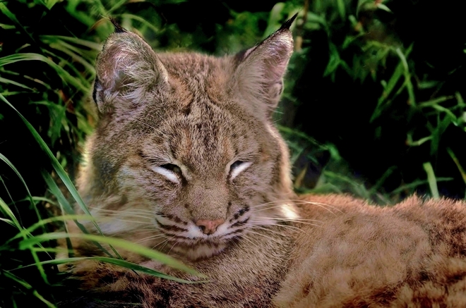 Lynx du Canada 
