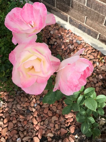 Late Blooming Rose Leamington, Ontario