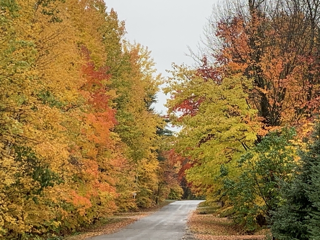 I love fall colours Saint-Lazare, Quebec, CA