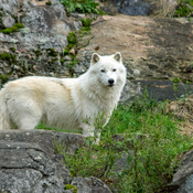 loup arctique