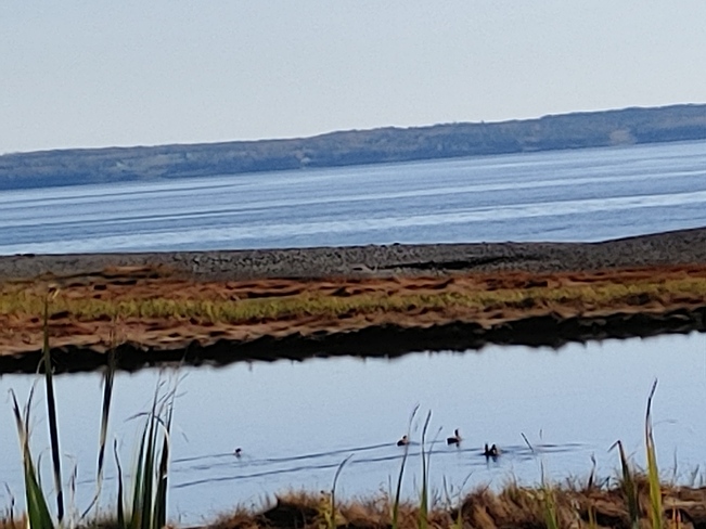 sea duck Saint Andrews, NB